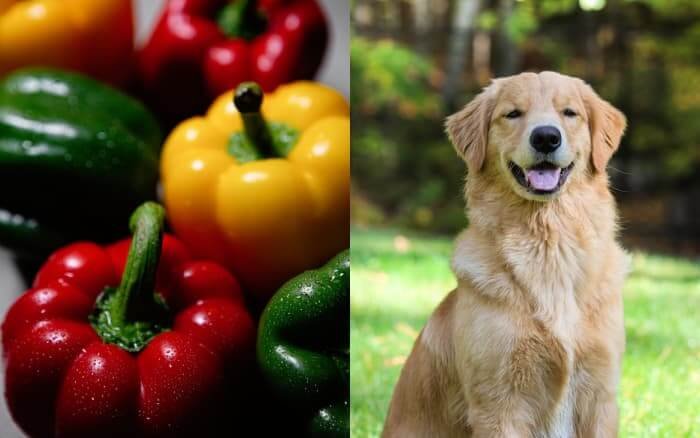 can dogs eat bell peppers