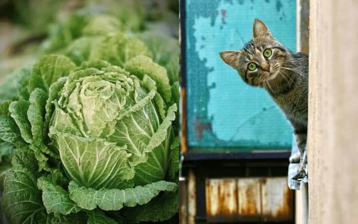 can cats eat cabbage
