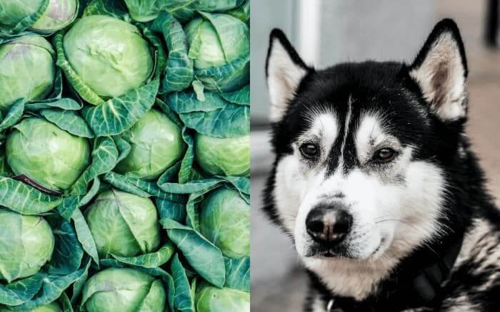 can dogs eat cabagge
