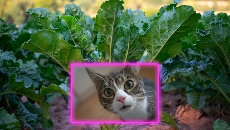 can cats eat turnip greens