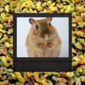 can hamsters eat raisins?