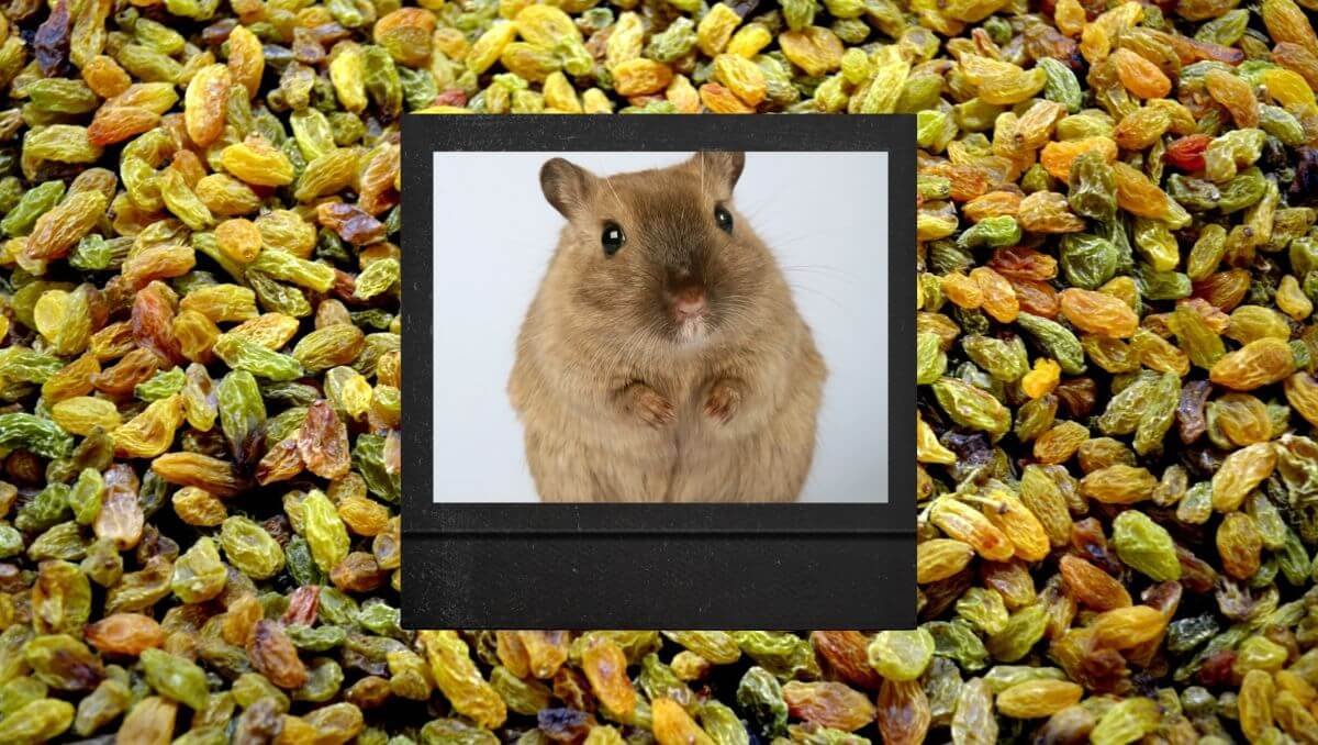 can hamsters eat raisins?