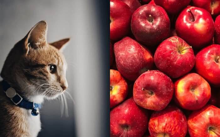 can cats eat apples