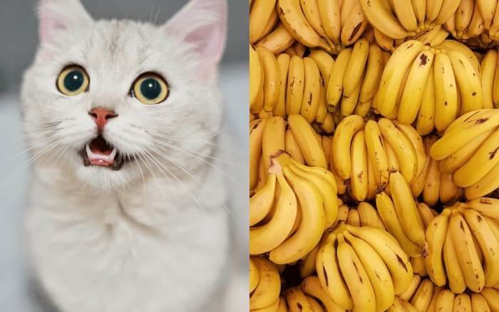 can cats eat bananas