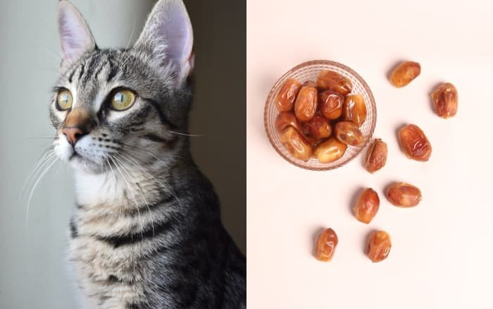can cats eat dates