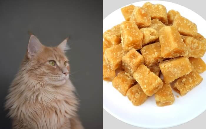 can cats eat jaggery