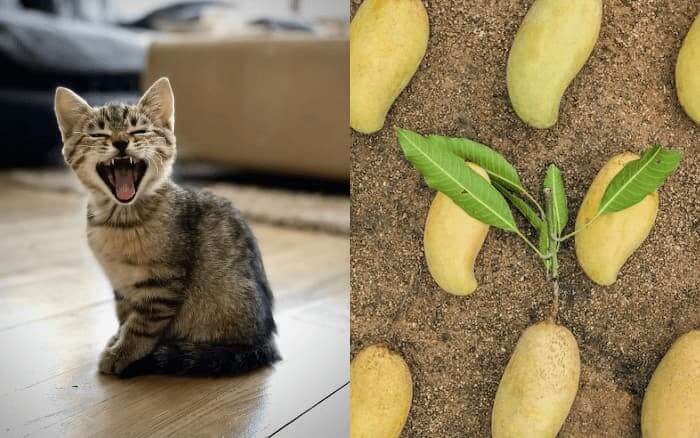 can cats eat mango