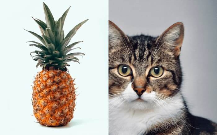 can cats eat pineapple