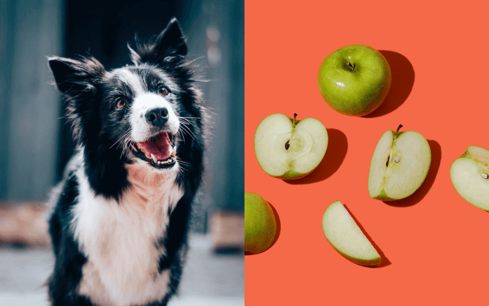 can dogs eat apples