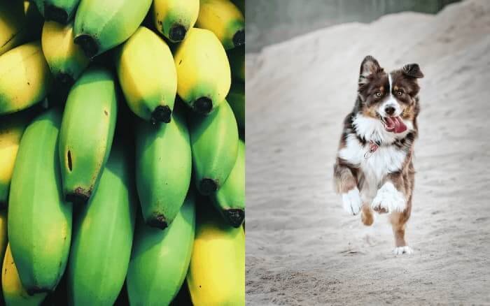 can dogs eat bananas