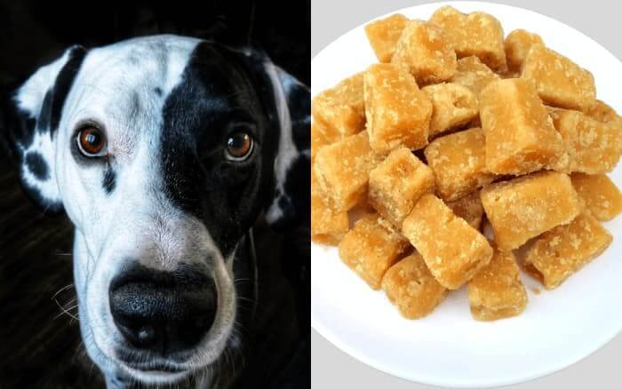 can dogs eat jaggery