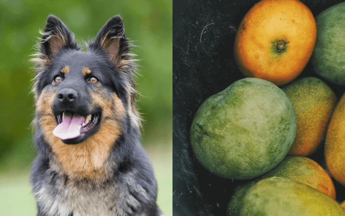 can dogs eat mango