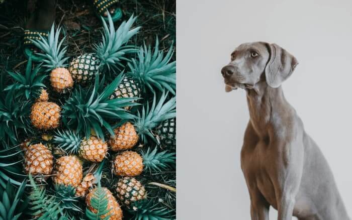can dogs eat pineapple