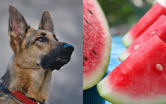 can dogs eat watermelon
