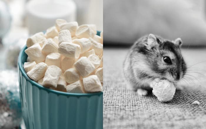 can hamsters eat marshmallows