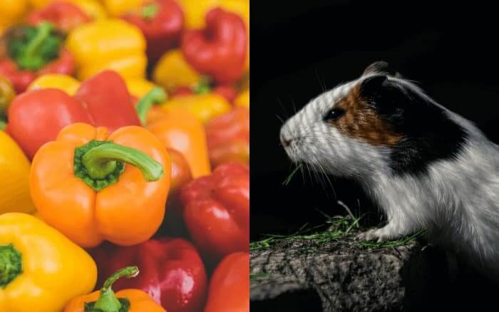 can hamsters eat bell peppers