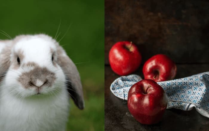 can rabbits eat apples