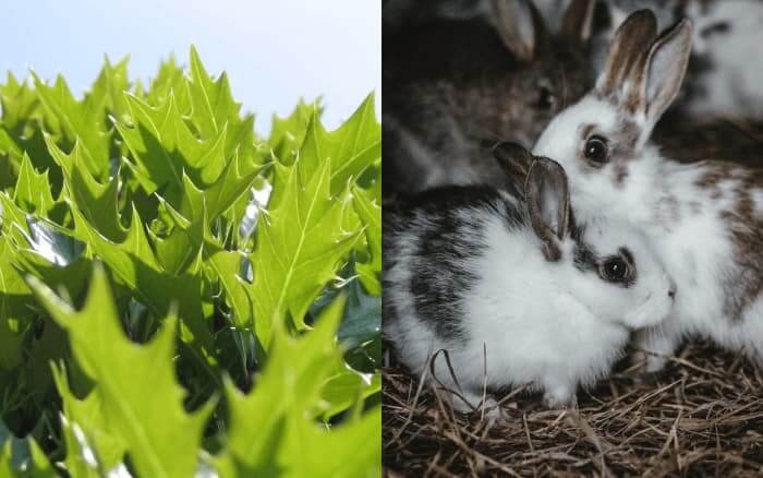 mizuna and rabbits