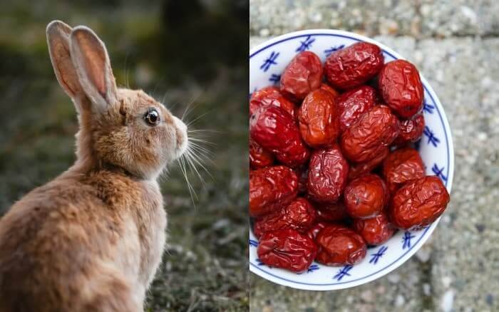 can rabbits eat dates
