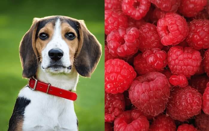 can dogs eat raspberries