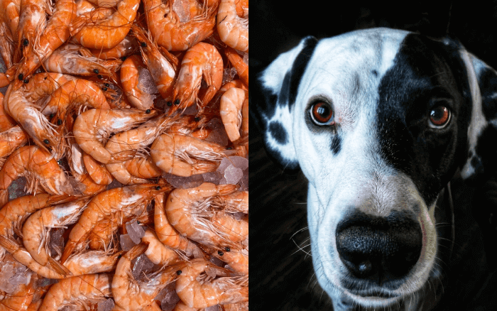 can dogs eat shrimp
