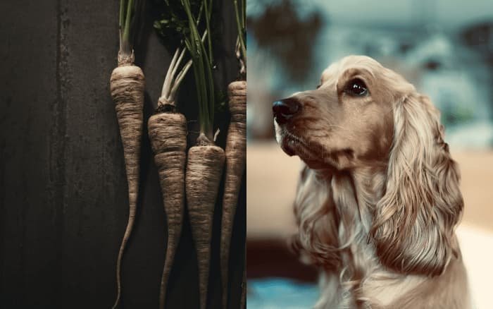 can dog eat parsnips