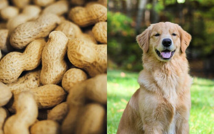 can dogs eat peanuts