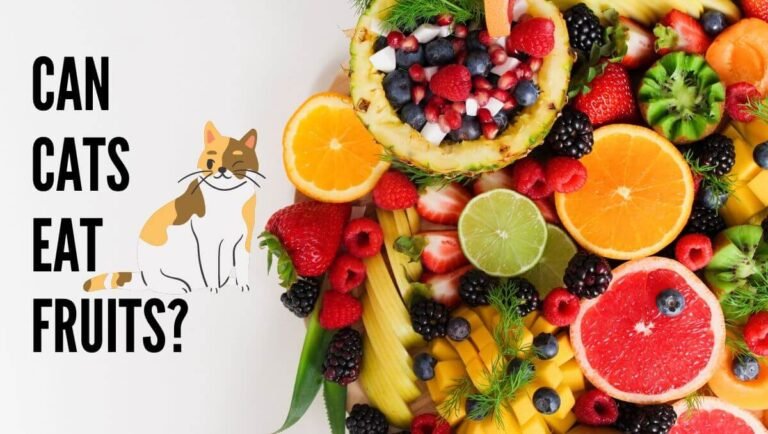 can cats eat fruits?