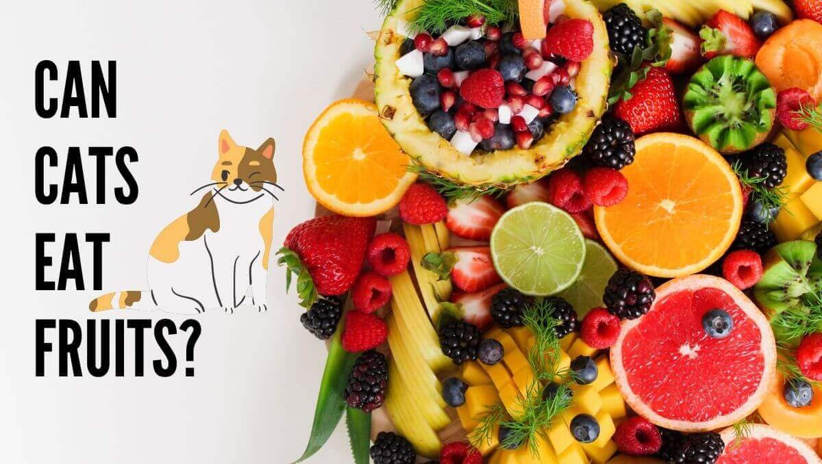 can cats eat fruits?
