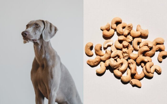 can dogs eat cashews