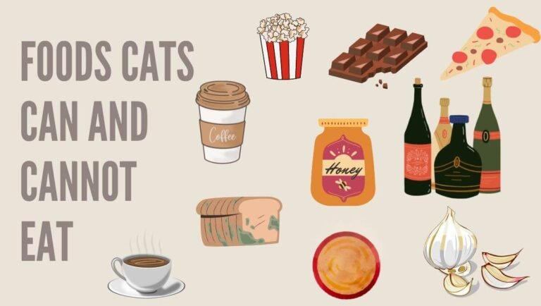 foods cats can and cannot eat