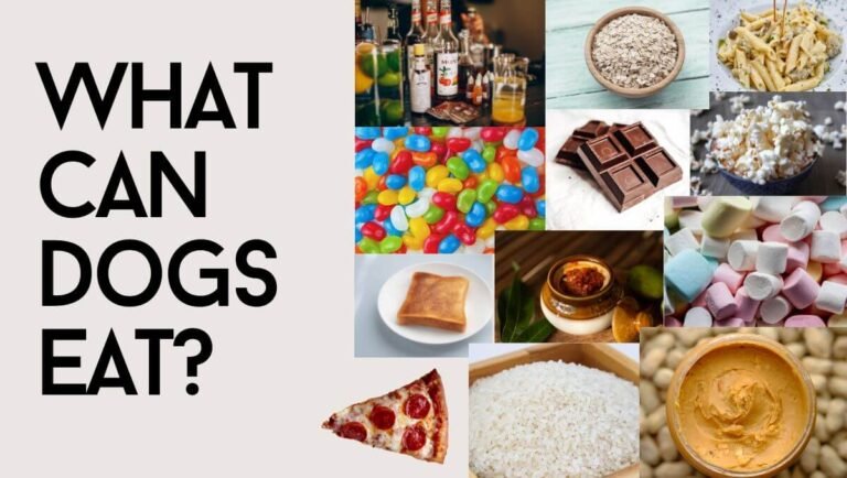 what can dogs eat
