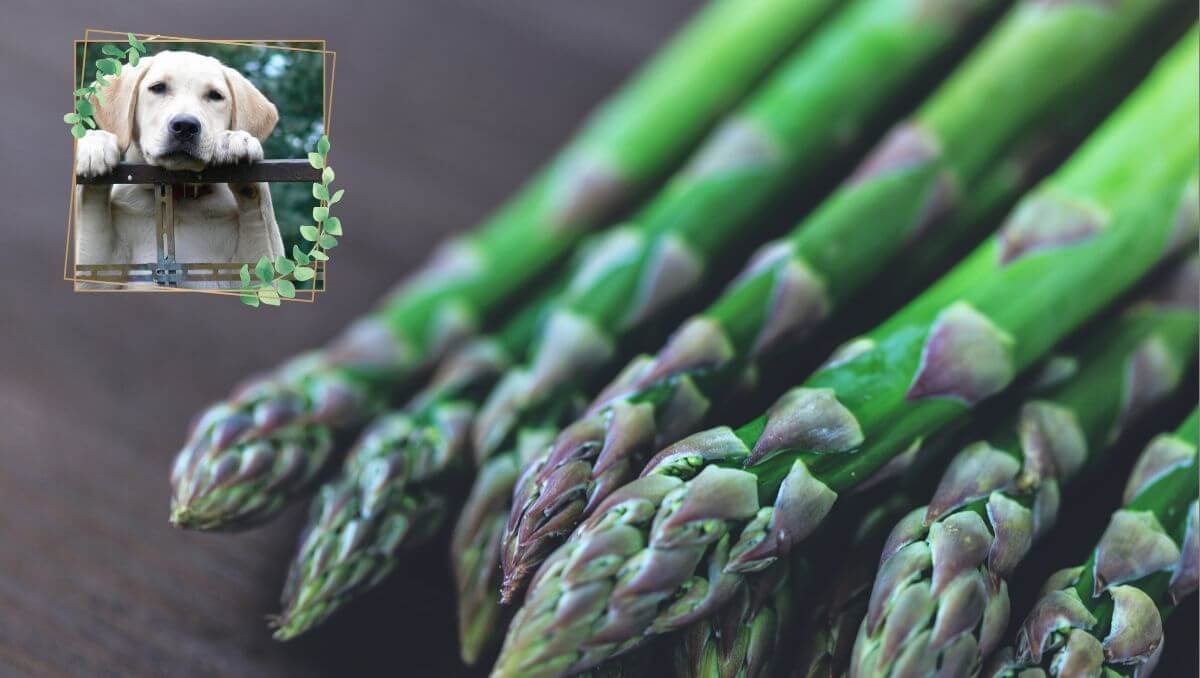 can dogs eat asparagus