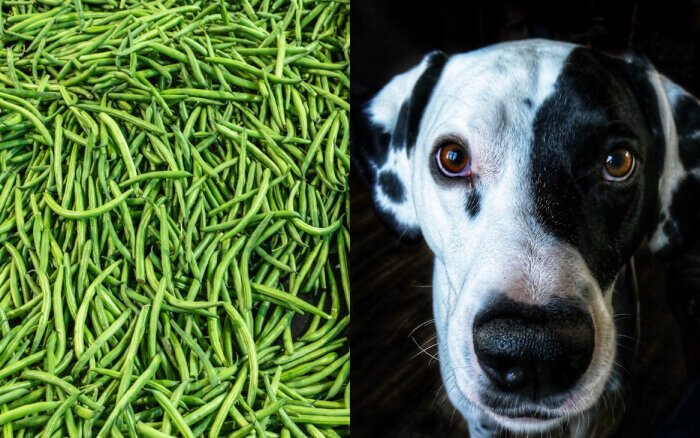 can dogs eat green beans