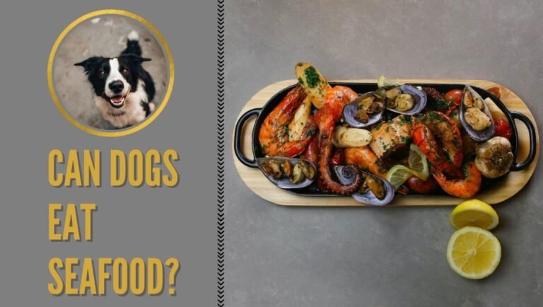 can dogs eat seafood