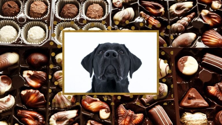 can dogs eat chocolate
