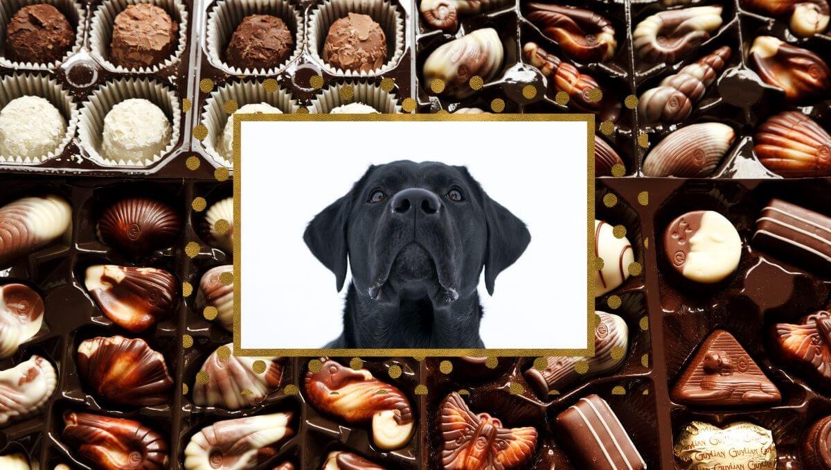 can dogs eat chocolate