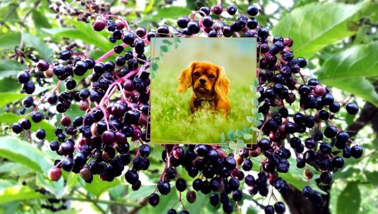 can dogs eat elderberries