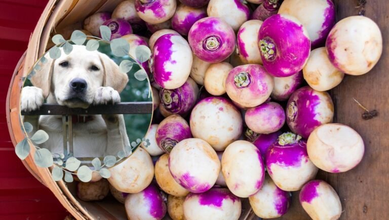 can dogs eat rutabaga