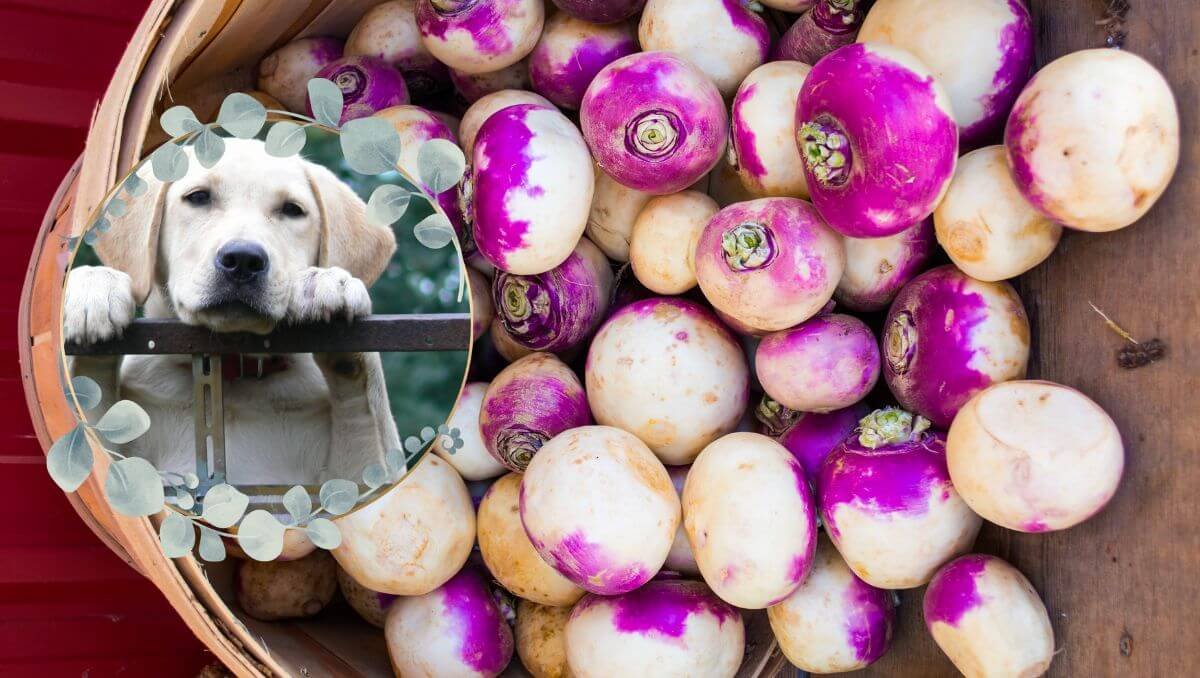 can dogs eat rutabaga
