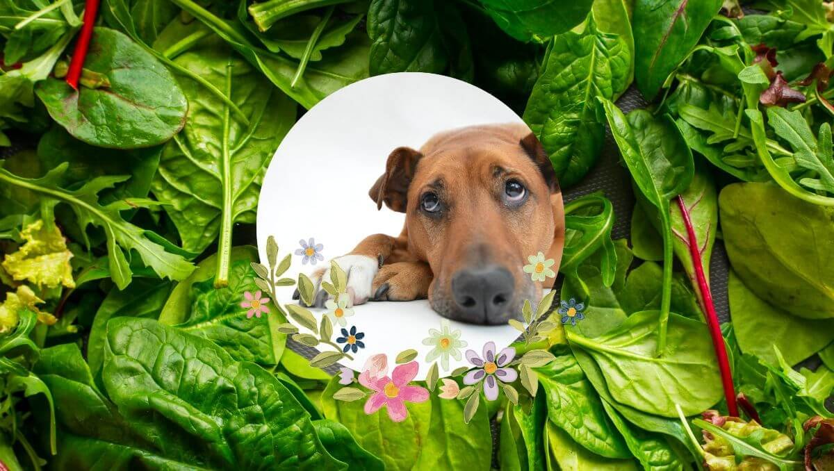 can dogs eat spinach