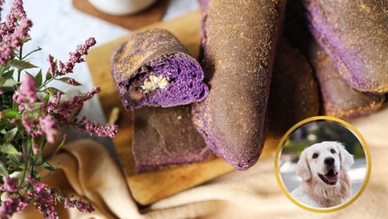 can dogs eat ube