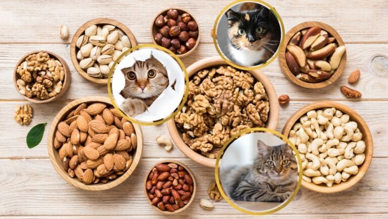 can cats eat nuts
