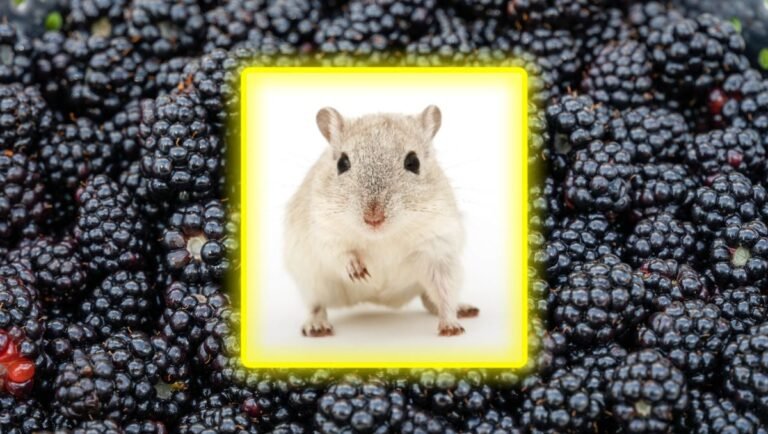 can hamsters eat blackberries?