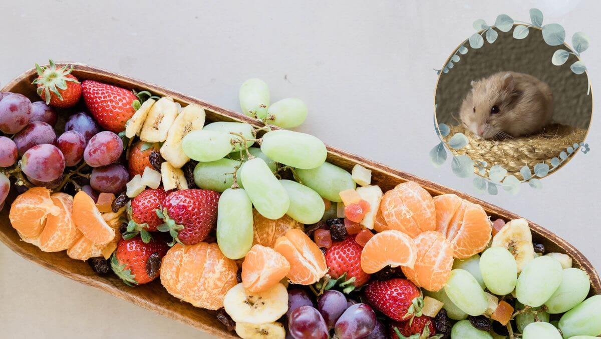 can hamsters eat fruits?