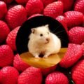 can hamsters eat strawberries?