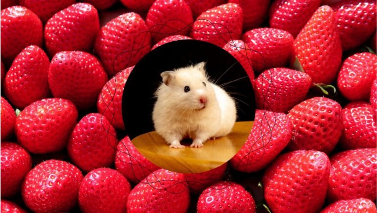 can hamsters eat strawberries?