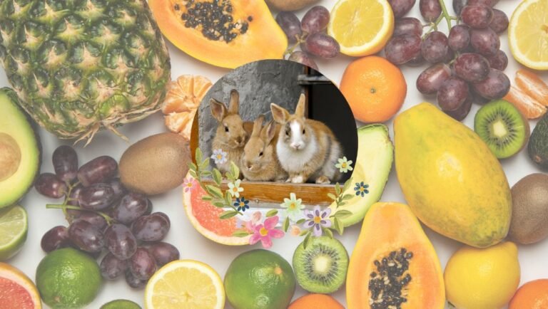 can rabbits eat fruits?