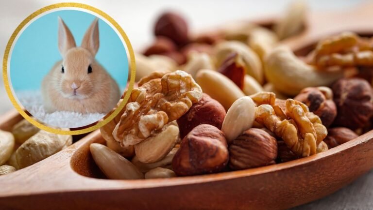 can rabbits eat nuts