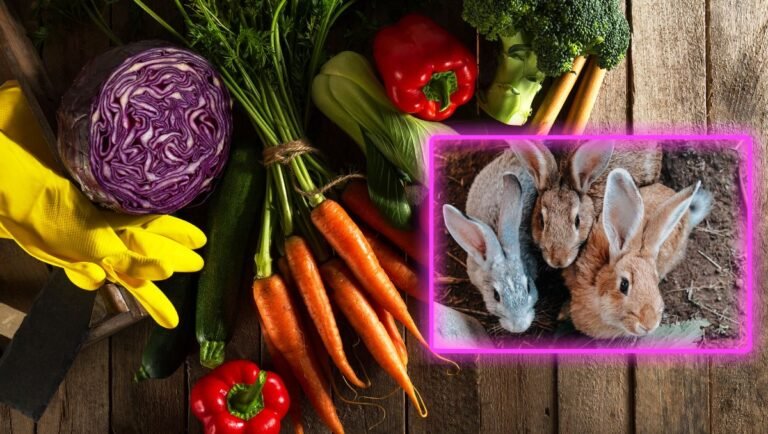 can rabbits eat vegetables?